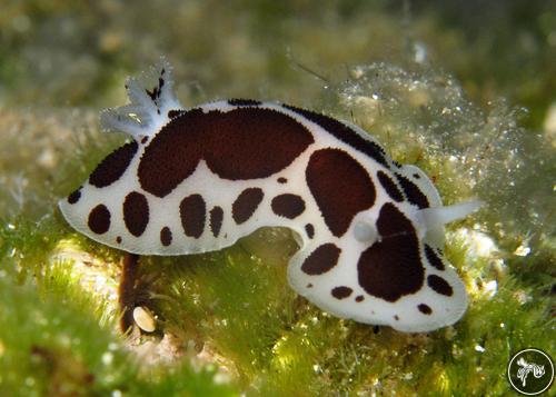 Peltodoris atromaculata from Greece