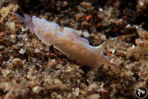 Antonietta sp. from Bali, Indonesia