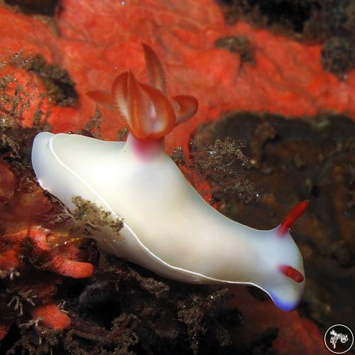 Hypselodoris bullockii from Indonesia