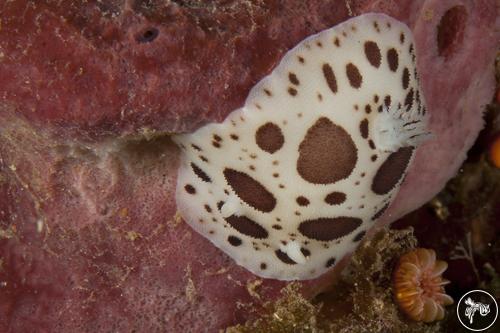 Peltodoris atromaculata from Italy