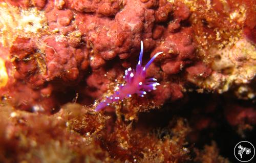 Flabellina arveloi from Cape Verde