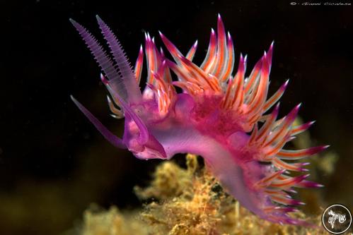 Flabellina affinis from Italy