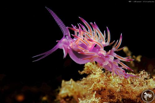 Flabellina affinis from Italy