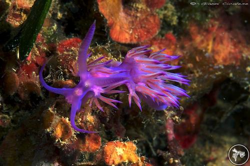 Flabellina affinis from Italy