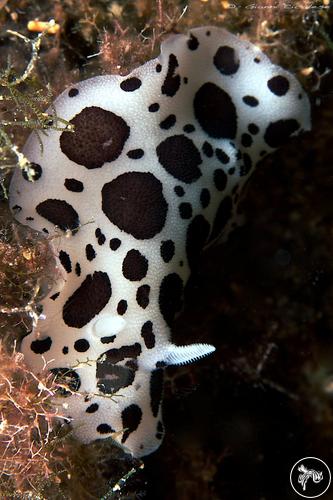 Peltodoris atromaculata from Italy