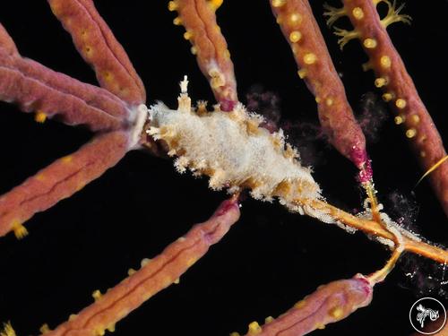 Tritonia sp. from Bahamas