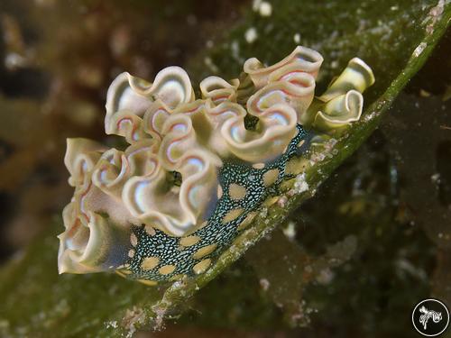 Elysia crispata from Bahamas