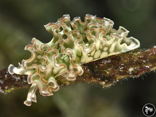 Elysia crispata from Bahamas