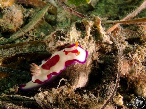 Hypselodoris sp. from Australia