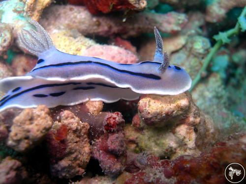 Chromodoris willani from Indonesia