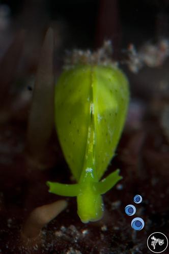 Julia exquisita from Bali, Indonesia