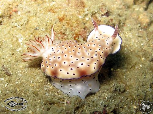 Hypselodoris tryoni from Thailand