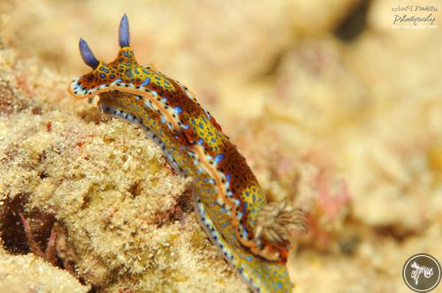 Hypselodoris acriba from Puerto Rico