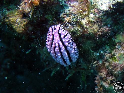 Phyllidiopsis gemmata from Madagascar