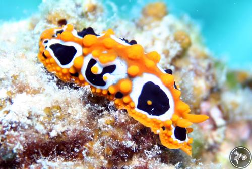 Phyllidia multituberculata from Mauritius, Mauritius