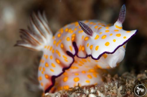 Hypselodoris pulchella from Thailand