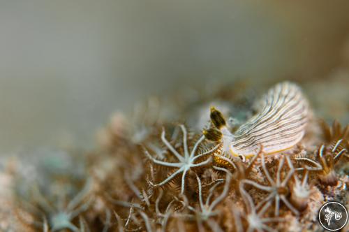 Dermatobranchus sp. from Thailand