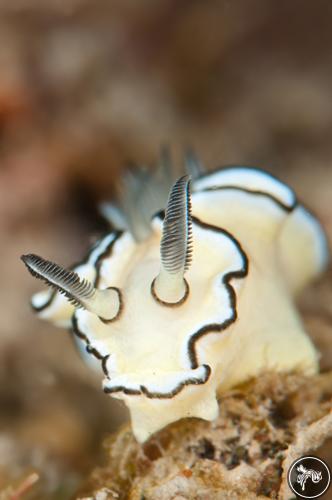 Doriprismatica atromarginata from Thailand