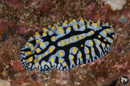 Phyllidia varicosa from USA