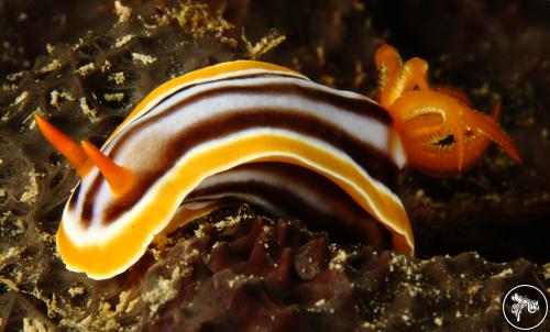 Chromodoris africana from Sudan