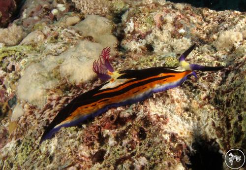 Nembrotha megalocera from Sudan