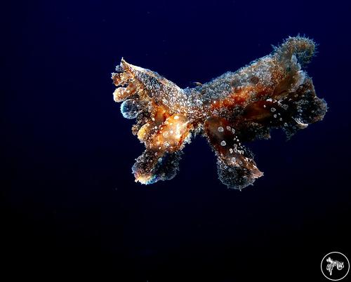 Melibe viridis from Turkey