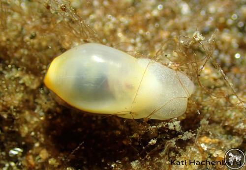 Aliculastrum sp. from Romblon, Philippines