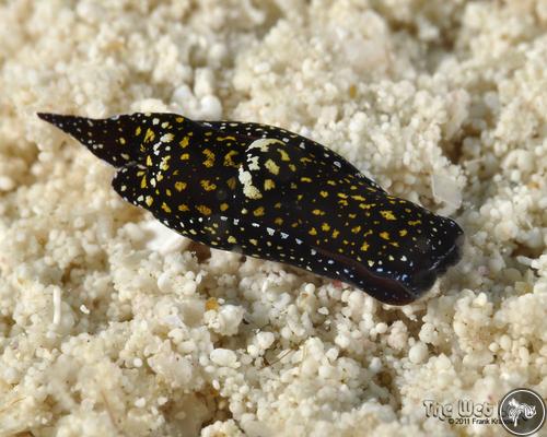 Chelidonura berolina from Bahamas