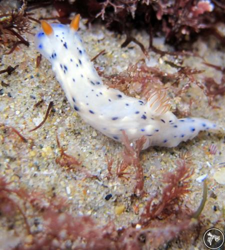 Hypselodoris rudmani from South Africa