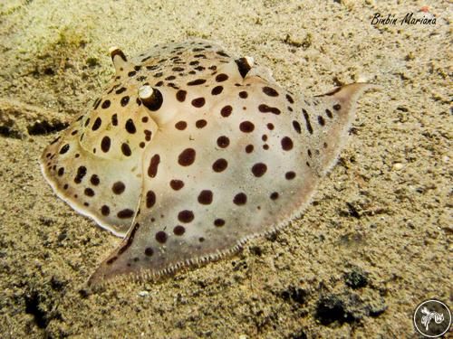 Euselenops luniceps from Indonesia