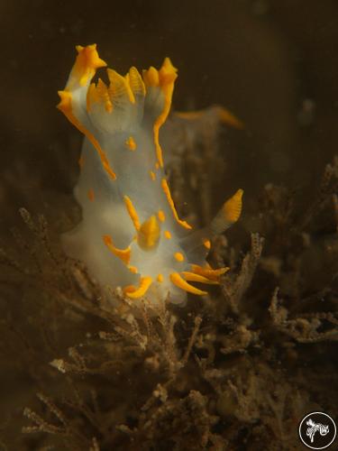 Polycera quadrilineata from Netherlands