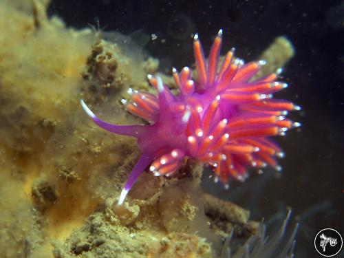 Edmundsella pedata from Netherlands