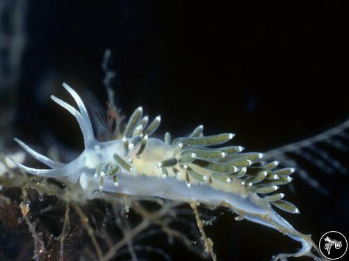 Flabellina gracilis from Ireland