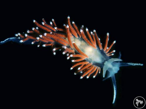 Flabellina gracilis from Ireland