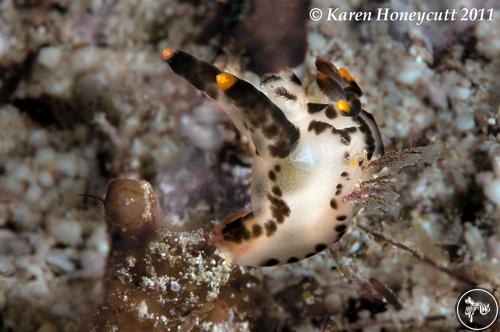 Thecacera picta from Indonesia