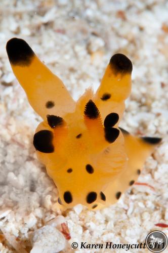 Thecacera sp. from Indonesia