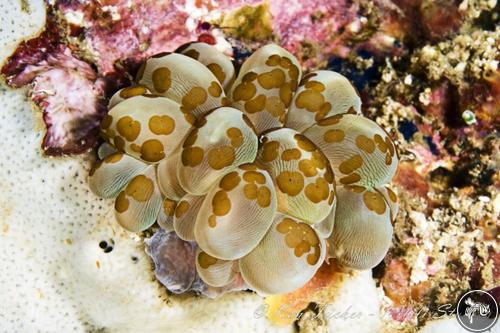 Waminoa sp. from Lembeh, Indonesia