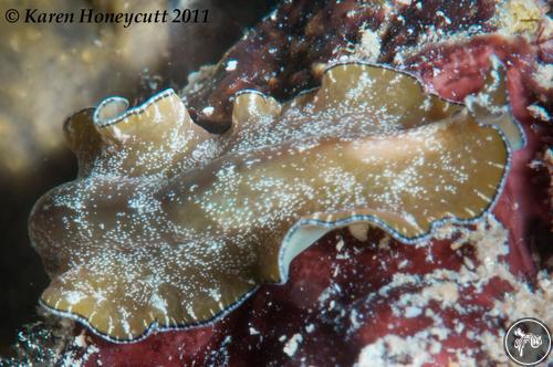 Pseudobiceros brogani from Triton Bay, Indonesia