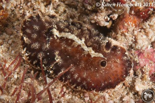 Atagema ornata from Indonesia