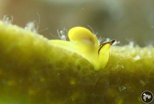 Siphopteron dumbo from Romblon, Philippines