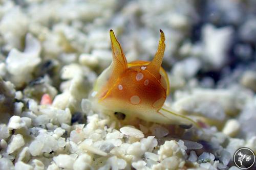 Siphopteron flavolineatum from Romblon, Philippines