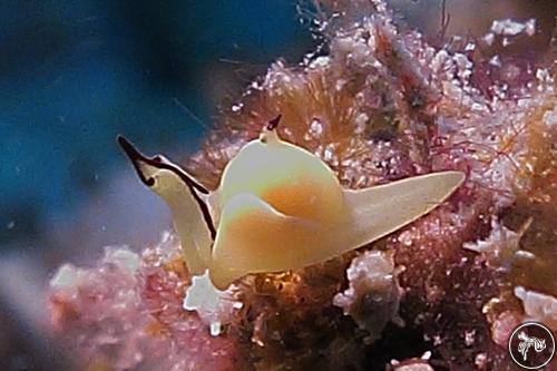 Siphopteron citrinum from Tioman, Malaysia