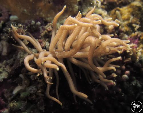 Phyllodesmium briareum from Indonesia