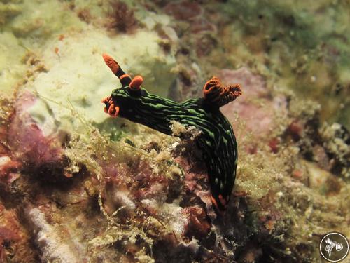 Nembrotha kubaryana from Indonesia