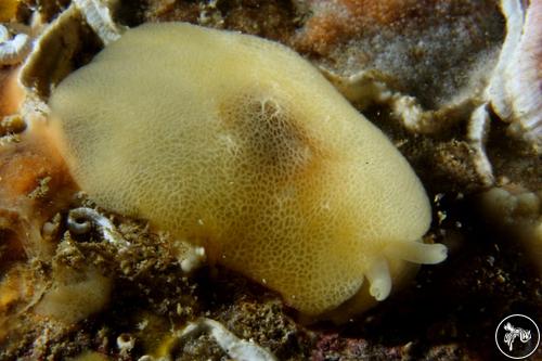 Berthella plumula from Arrábida Natural Park, Portugal