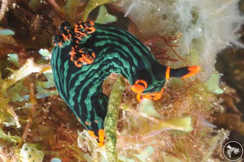 Nembrotha kubaryana from Philippines