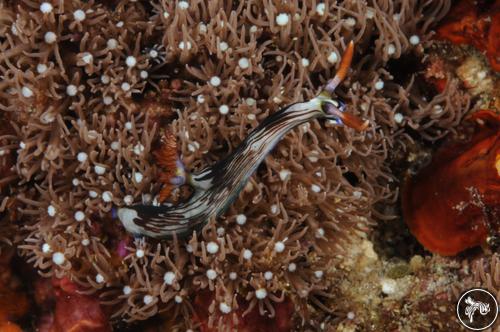 Nembrotha lineolata from Philippines