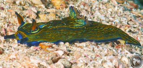 Roboastra leonis from Ecuador