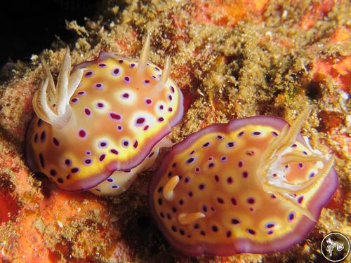 Goniobranchus kuniei from Indonesia