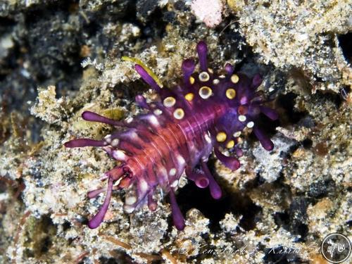 Asterophilia sp. from Lembeh, Indonesia